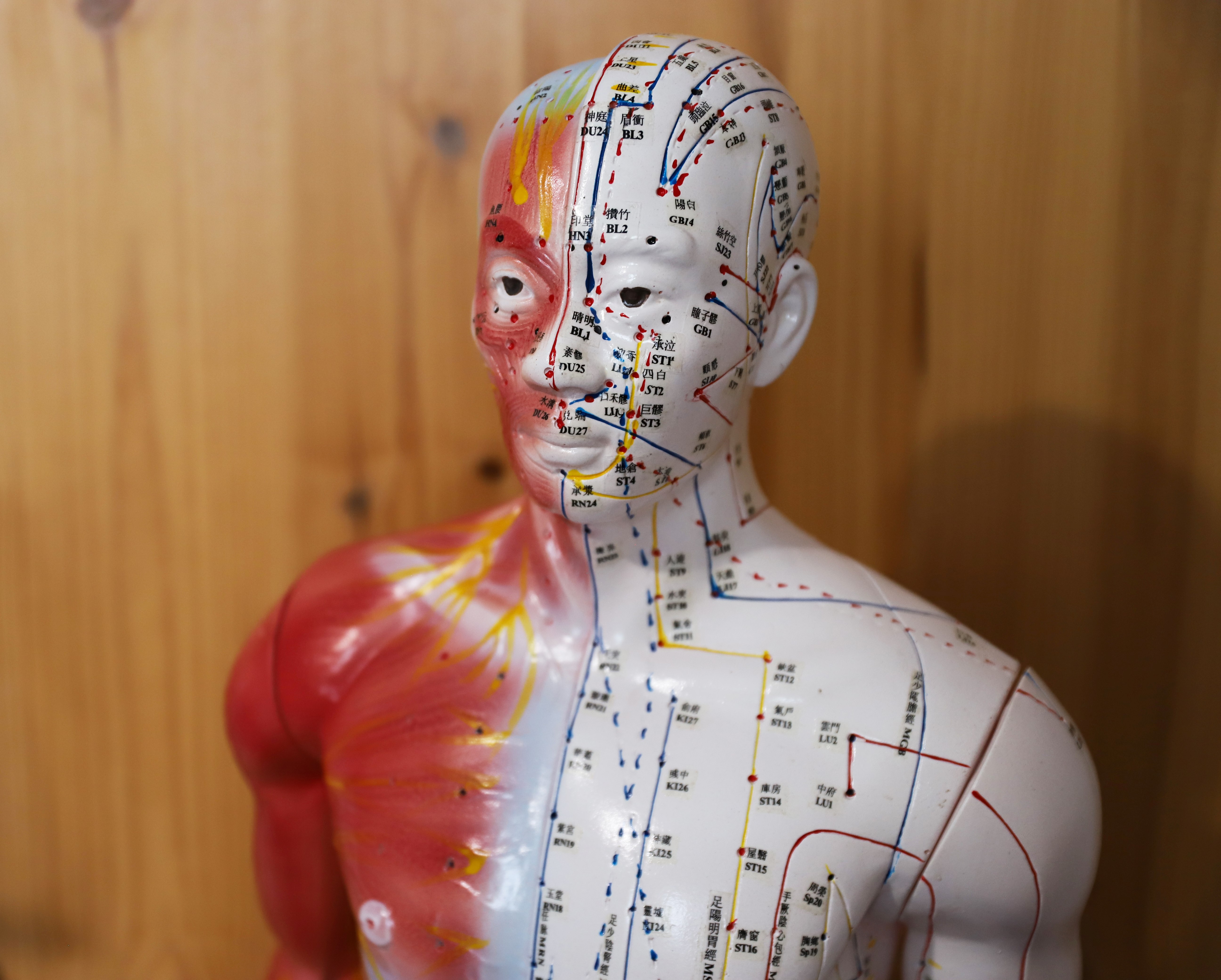 model akupunkturowy - klawiterapia