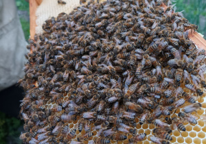 klawiterapia i pszczoły