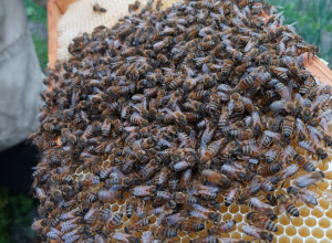 Co zrobić gdy użądli pszczoła